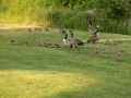 Geese and babies at Roche HArbor